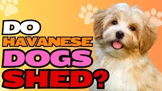 Do Havanese Dogs Shed? Exploring Shedding and Grooming with Havanese Dogs 🐶🌱