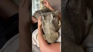 Warthog and Meerkat group hugs! 🥰 #warthog #meerkat #cuddles #animals #fblifestyle