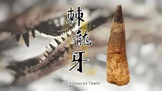 棘龍牙｜Spinosaurus Teeth