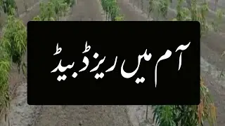 Maximize Mango Production with Raised Beds | Asif Hayat Tipu