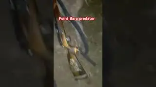 Bara  Predator #senapanpcpterbaik #pcpsanaji #senapanterbaik #pcpbiggame#pcpbigbore