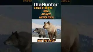 *NEW* Grey Wolf Rare Fur Type Variations!! 🐺😱 | theHunter: Call of the Wild #thehunter #cotw