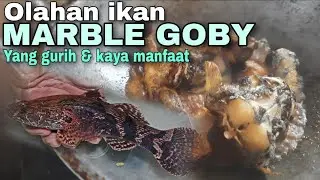 Cara memasak, membersihkan & mengolah ikan betutu (MARBLE GOBY)