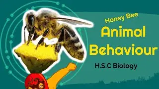 Animal Behaviour || social Behaviour II  SuperCourse Biology || 2020