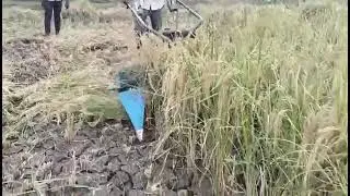 Paddy reaper machine#mabens #agriculture #cubcart #machinery #viral #viralvideo 