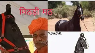 Mithdi Math Jalor Horse in Balotra horse fair, मिठाई मठ जालोर मारवाड़ी घोड़े, marwadi stallion