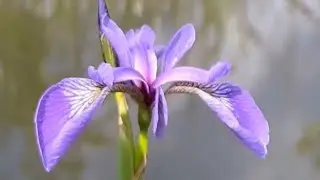 Plant of the Day - Northern Blue Flag, Iris versicolor