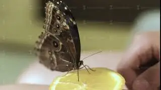 Butterfly eating an orange with a proboscis 4k