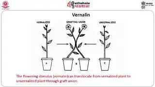 Vernalization