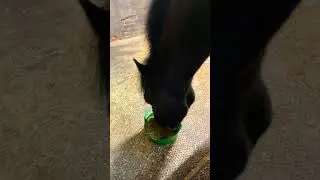 lol hungry for dinner he worked hard today #horse #equestrianjourney #essaowner