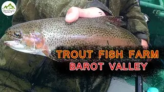 Trout Fish Farm | Barot | Mandi District | Himachal Pradesh