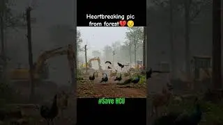 HCU land Issue #save #hcu #forest #gachibowli #biodiversity #hyderabad #telangana #revanthreddy