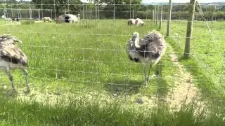 Axe Valley Wildlife Park (27th June 2013)