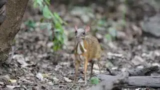 Lesser Mouse-deer