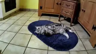 Amy♥️( BKH Silver Tabby Classic )♥️Geboren 2020♥️Aufnahme Samsung 2025M60HV5Cam5KHD/FullHD/UltraHD♥️