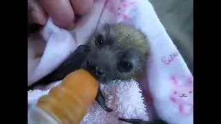 Orphaned Grey-headed flying-fox enjoys a bottle