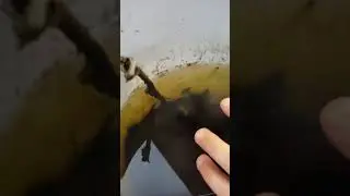 Mosquito Breeding Sites