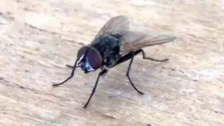Mosca filmada com SAMSUNG U10 HMX - Fly shot with SAMSUNG U10 HMX