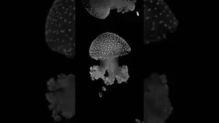 Jelifish(Ocean diversity) #shorts