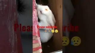 sport 🙏🏽🙏🏽 #rabbit #pets #shorts #short #viral #youtubeshorts #subscribe #viralvideo
