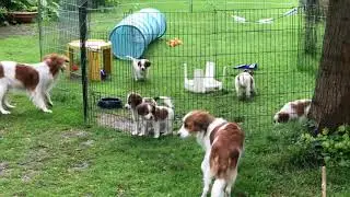 R-nestje Milly: pups 8 weken