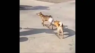 Dogesh Bhai&rsquo;s Hilarious Family Planning Bag | Viral Comedy Short 😂🐶🎒