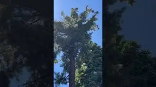 Sugar pine