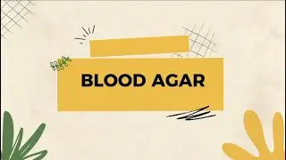 UJIAN PRAKTIKUM PLM II - MEDIA BLOOD AGAR - STIKes KARSA HUSADA GARUT - RAHMATIA RAMDHAN KHGE22045