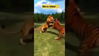 lion vs tigger fight | #shorys #fighting
