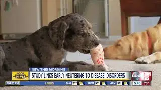 Study links early neutering to disease, disorders