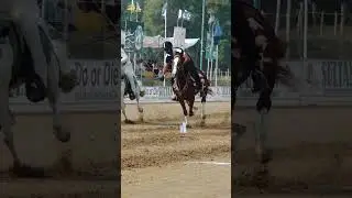 Pair Sword & Pegg #sultan #international #tentpegging #tournament #horse #stallion #international