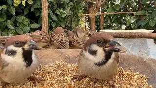 2026.1.16. 編集、解説なしの動画🐤