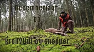 Decemberjagt p&aring; kronvildt og snepper / December hunting for red deer and woodcocks