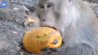 Awesome monkey food - Monkey eating papaya - Amazing animals
