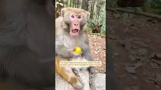 Funny monkey moments you can&rsquo;t stop laughing at
