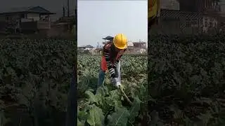SIRJANA POUDEL #AGRICULTURE WORKER #EUROPE