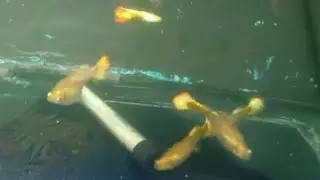Guppy Sunset 