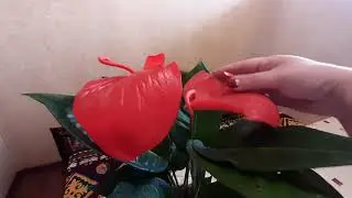 Антуриум фламинго 🌱🌺🌱