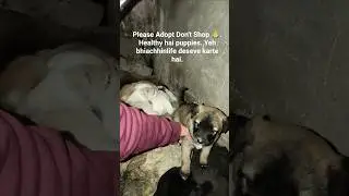 Adopt Don't Shop. #shorts #viral #video #youtubeshorts #dog #shortsfeed #viralshorts #trending #help