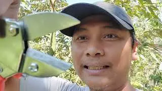 PRUNING IS MORE FUN WITH THESE SCISSORS @bolangagromalang #kebundurian #pruning #durian