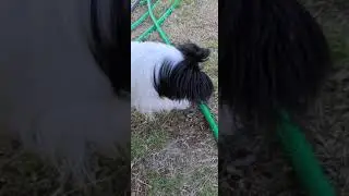 Papillon attacking a water hose 🤣
