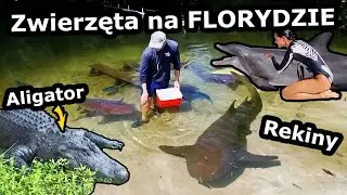 Delfiny na Wyciągnięcie Ręki !!! - Gdzie je Zobaczyć? *Papugi i Żółwie Morskie na FLORYDZIE (882)