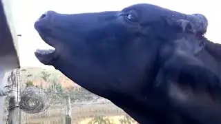 Vaca mugindo e berrando alto