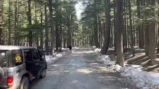 Usho Forest in Swat Kalam | Osho Forest | kalam | Swat