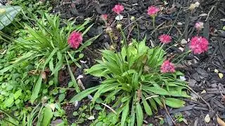 Plant review, Armeria, sea thrift