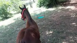 poudo de 2 meses de ra&ccedil;a quarto de milha🐎