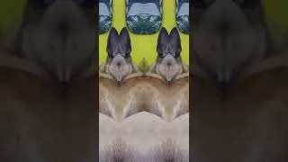 Drole de vid&eacute;o😝 @musique @2025 @B.S @papoubruno @suno3628 @musique-l1q 
