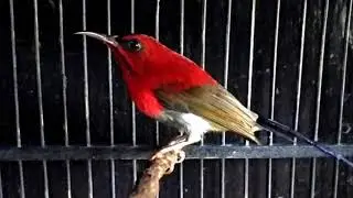 Langsung nyaut!!! Masteran Burung Kolibri Sepah Raja super efektif bikin Burung Kolibri Sepah Raja g