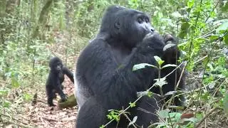 Gorilla Trekking in Uganda's Bwindi Impenetrable Forest