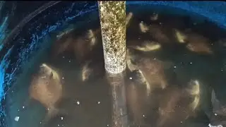 Veja a diferen&ccedil;a do tambaqui e tambatinga #tambaqui #tambatinga #peixe
